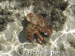 octopus by Tascha Eipe 